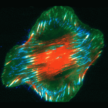Cell Machines Pave to Actin cables (red) shorten, they reel in focal adhesions (bright yellow-green), which leave behind growing trails of fibronectin (blue)