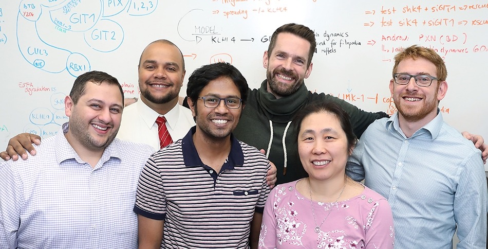 Werner Labs are a diverse team of scientists, who are fascinated by research centering around the post-translational modifier ubiquitin and how it regulates cell-fate decisions during human development.