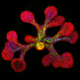 microscopic colored image of salivary epithelium