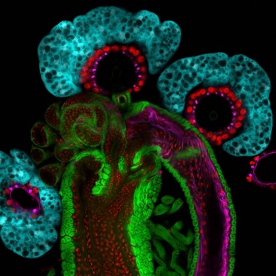 A photo of the Drosophila female reproductive system