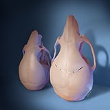 A stem cell-based treatment given to young mice with craniosynostosis regenerated the flexible joints between skull bones and restored skull shape and size (right), compared to untreated animals (left), as shown in this 3D rendering. 