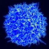 Human T-Cells