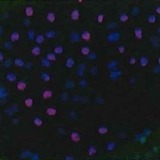 Fluorescent collagen internalized into the skin cells of a mouse