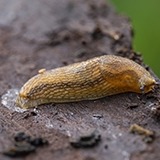 Slug on a log