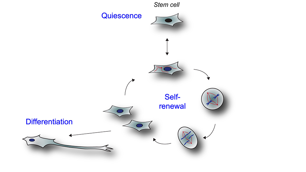 Figure 1. Our lab uses human embryonic stem cells as model system. Stem cells can reversibly exit a quiescent state to become proliferative and undergo cell division to give rise to more stem cells (self-renewal), or they can decide to undergo differentiation to give rise to the ~200 different cell types of our human body.  