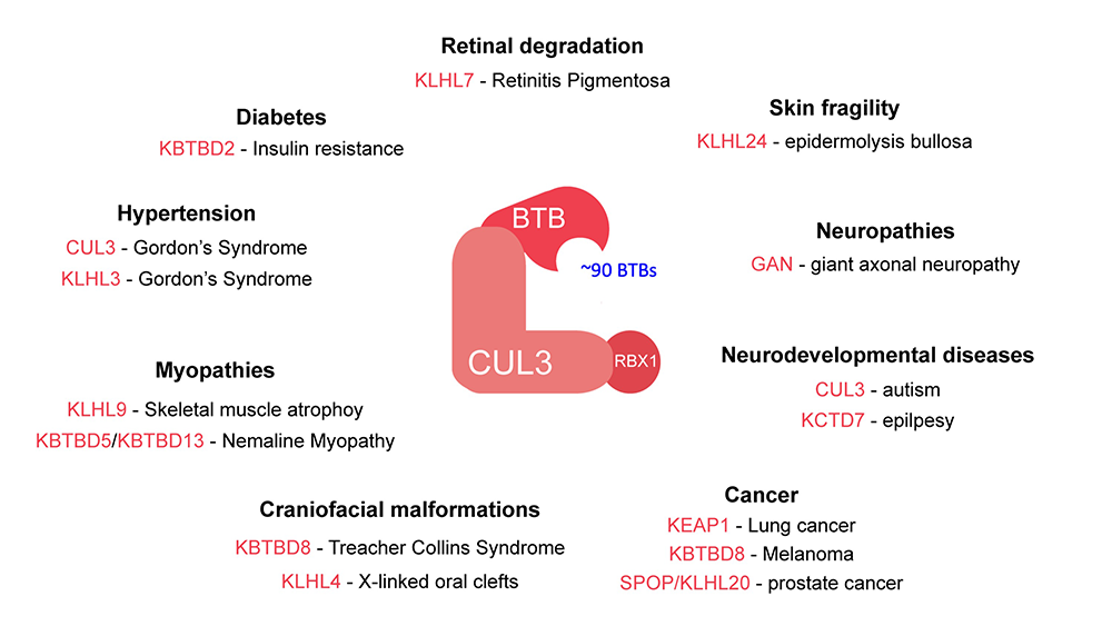 Figure 3. CUL3-BTB E3 ligases are important regulators of development and frequently mutated in human diseases CUL3 BTB E3 ligases are multi-subunit E3s that consist of a stable catalytic core given by CUL3 and RBX1 and one of ~90 human interchangeable BTB proteins that serve as substrate adaptor. Many of these BTB proteins as well as CUL3 itself are mutated in diverse human diseases. 